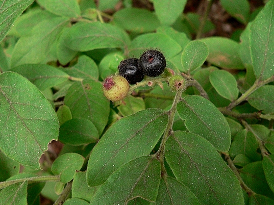 {Vaccinium hirsutum}